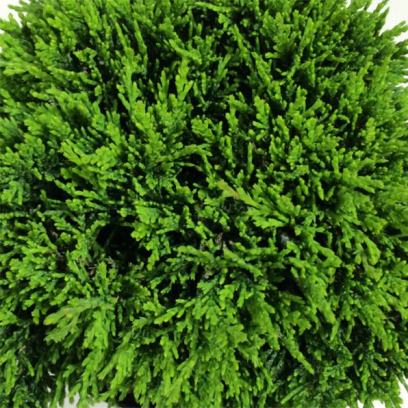 Chamaecyparis lawsoniana Green Globe (Foliage)