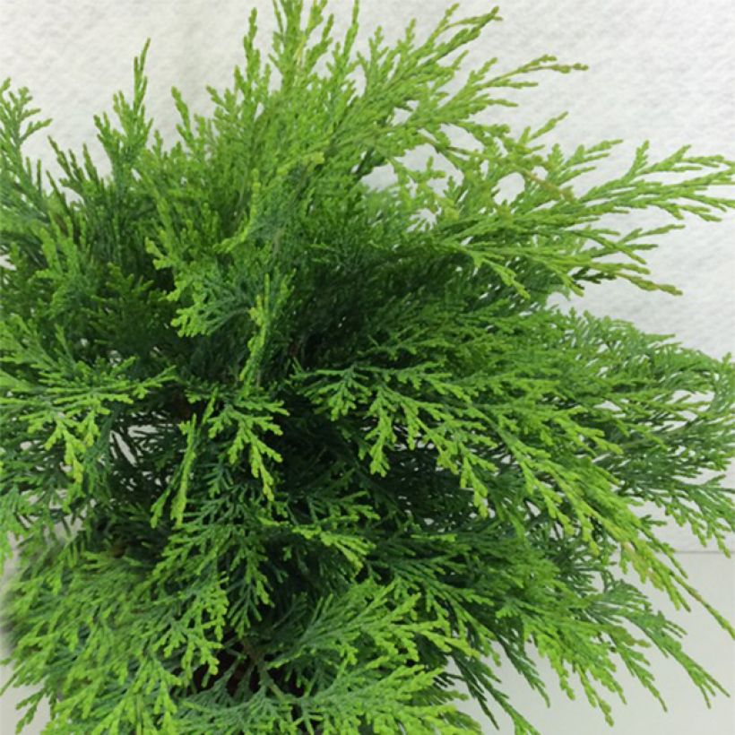 Chamaecyparis lawsoniana Mini Globus (Wuchs)