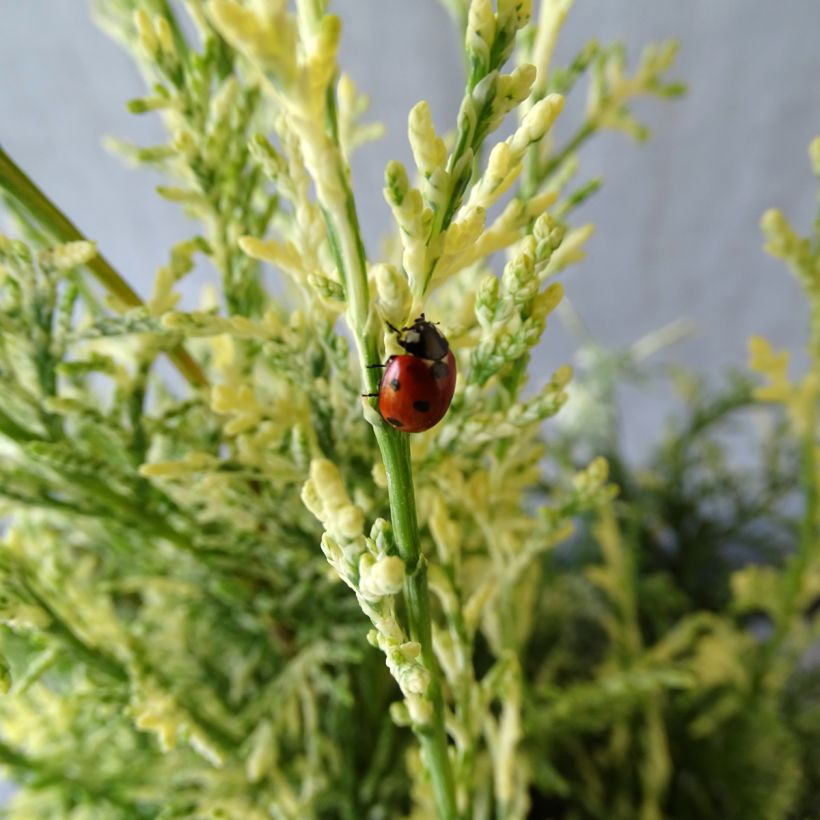 Chamaecyparis lawsoniana Pearly Swirls (Foliage)