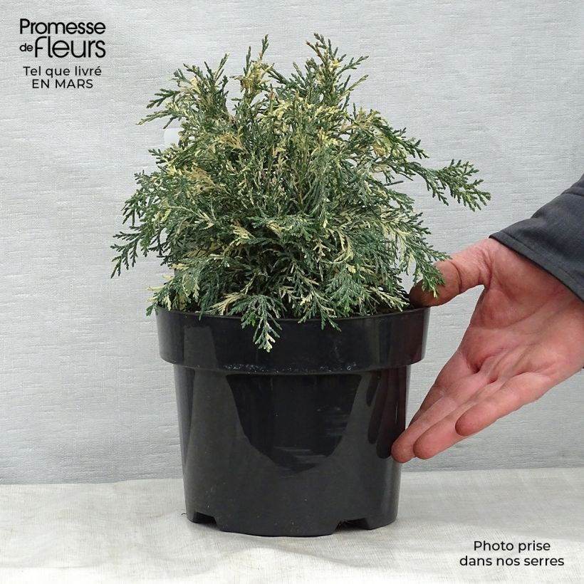 Example of Chamaecyparis lawsoniana Pearly Swirls Topf mit 2L/3L as you get in printemps