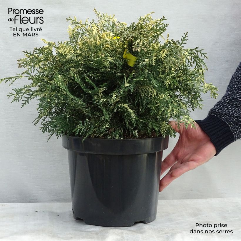Example of Chamaecyparis lawsoniana Pearly Swirls Topf mit 7,5L/10L as you get in printemps