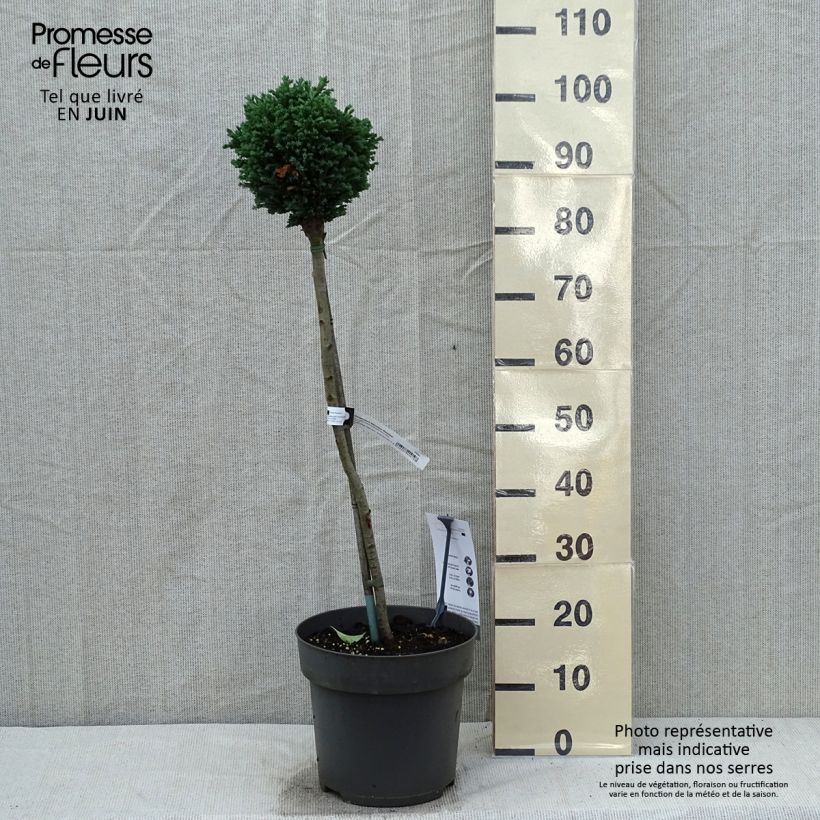 Example of Chamaecyparis lawsoniana Rimpelaar Topf mit 7,5L/10L, Stamm as you get in printemps