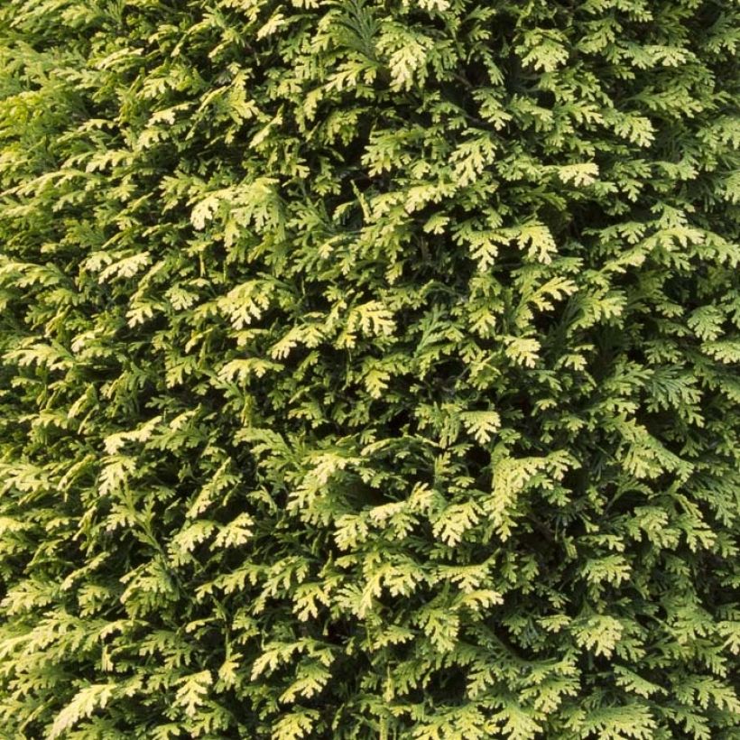 Chamaecyparis lawsoniana Stardust (Foliage)