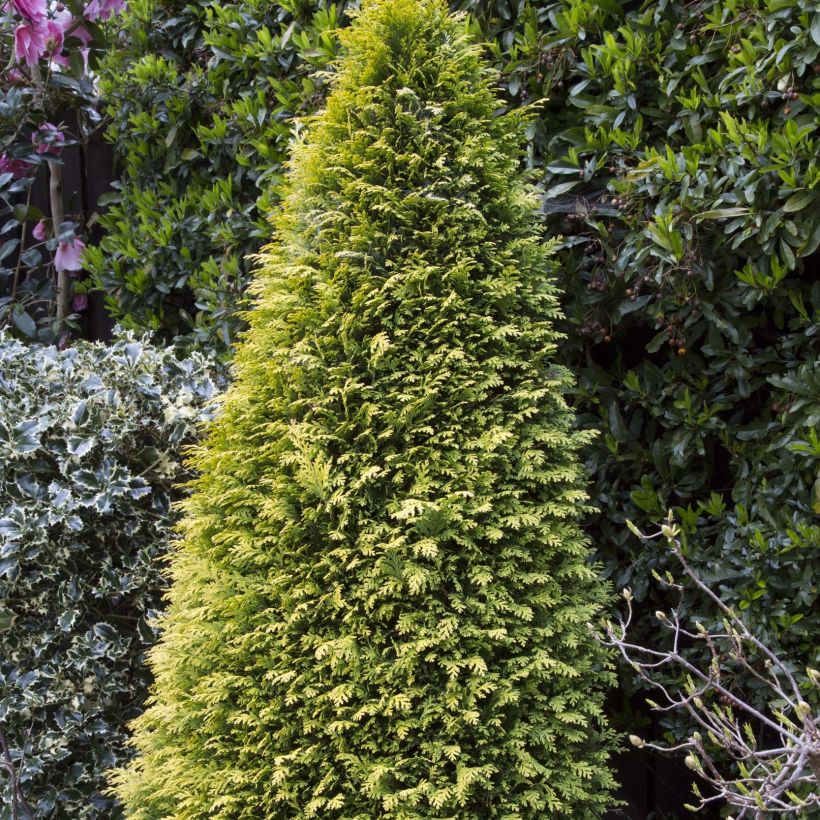 Chamaecyparis lawsoniana Stardust (Plant habit)