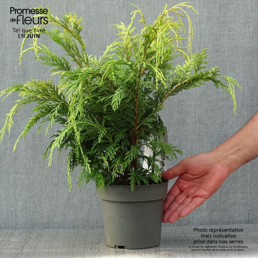 Exemplar von Chamaecyparis lawsoniana Sunkist Topf mit 2L/3L wie im Sommer geliefert