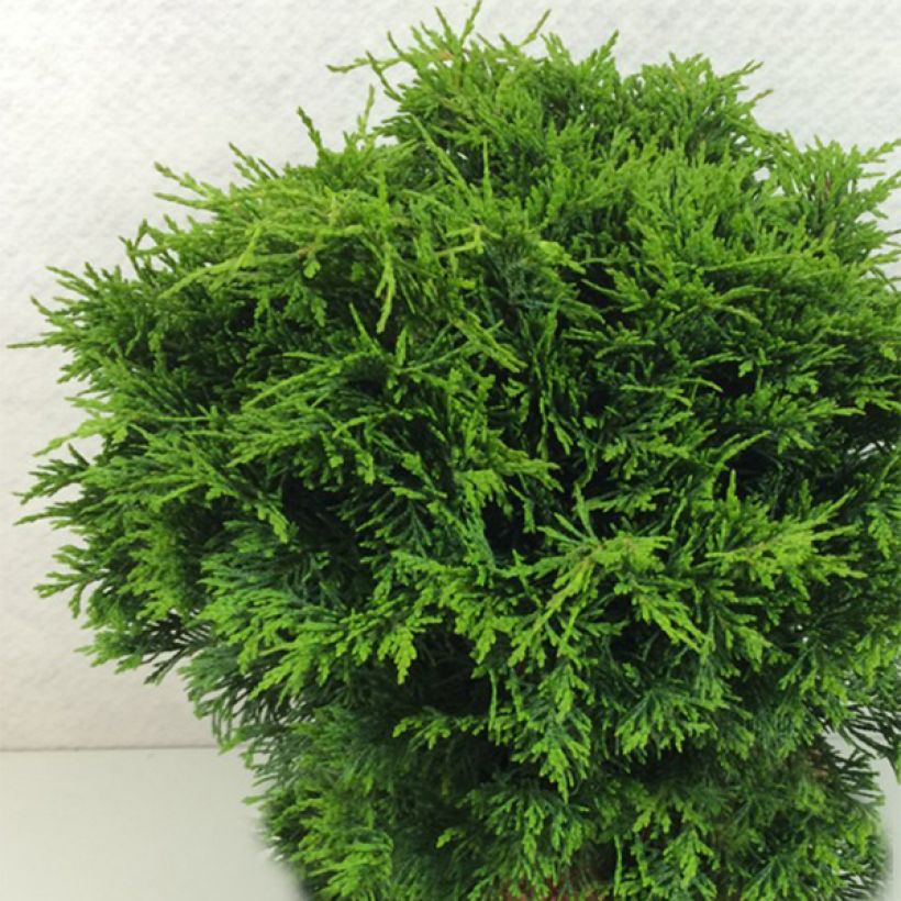 Chamaecyparis lawsoniana Twisted Ball (Wuchs)