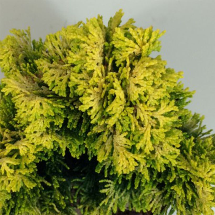 Chamaecyparis obtusa Andorra (Foliage)