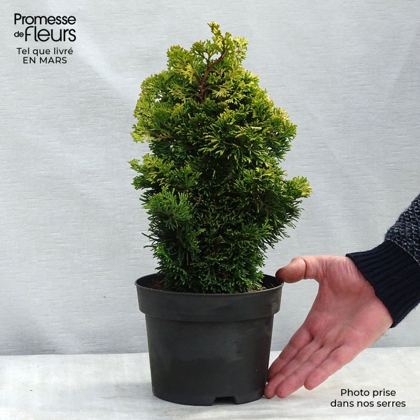 Example of Chamaecyparis obtusa Aurora Topf mit 2L/3L as you get in printemps
