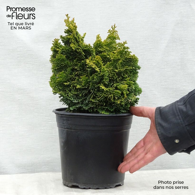 Example of Chamaecyparis obtusa Aurora Topf mit 4L/5L as you get in printemps