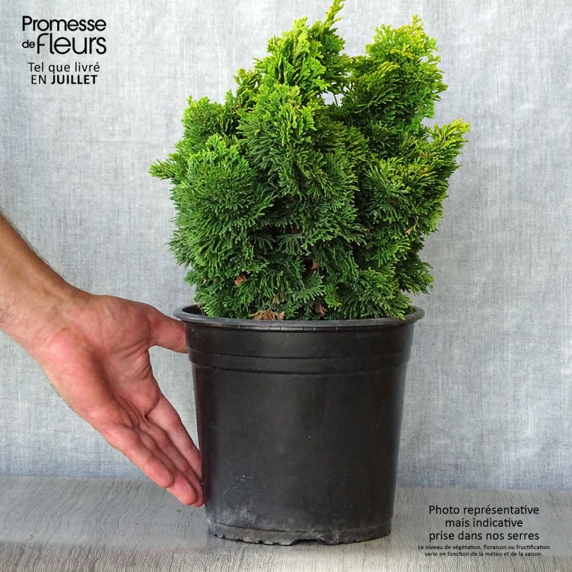 Exemplar von Chamaecyparis obtusa Aurora Topf mit 4L/5L wie im Sommer geliefert