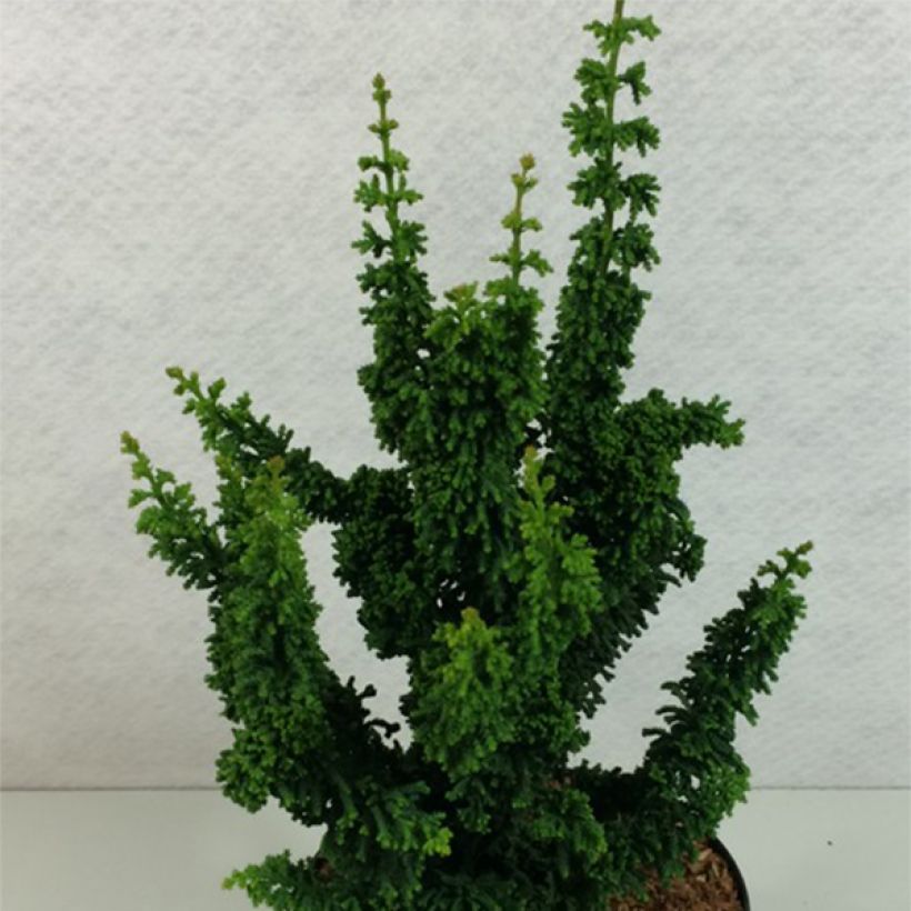 Chamaecyparis obtusa Chirimen (Wuchs)