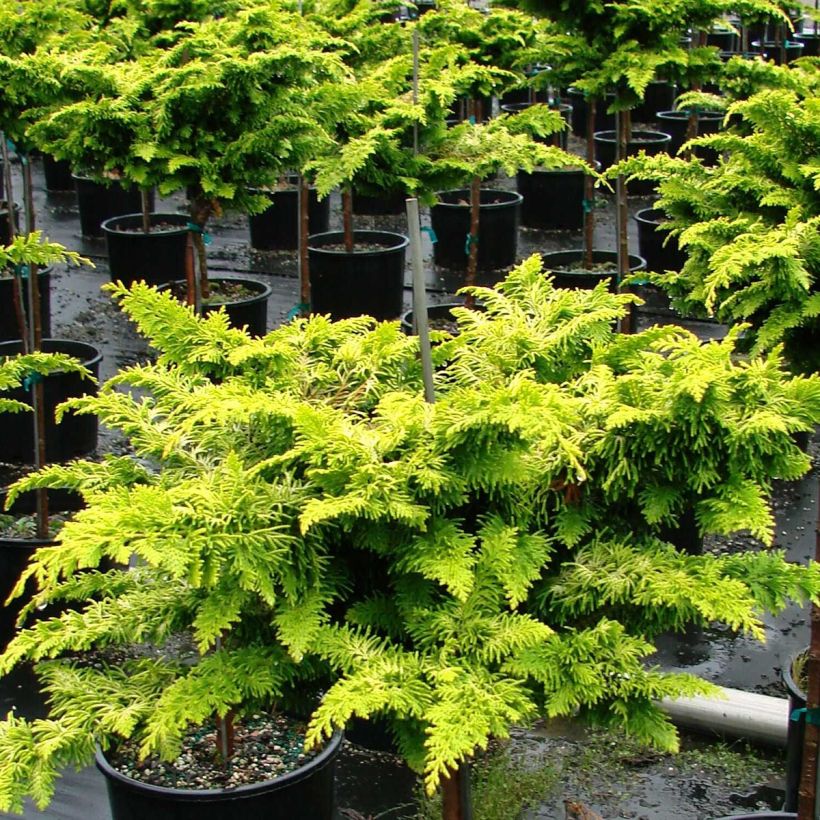 Chamaecyparis obtusa Fernspray Gold (Plant habit)