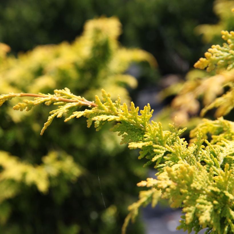 Chamaecyparis obtusa Fernspray Gold (Foliage)