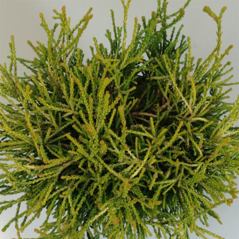 Chamaecyparis obtusa Gitte (Foliage)