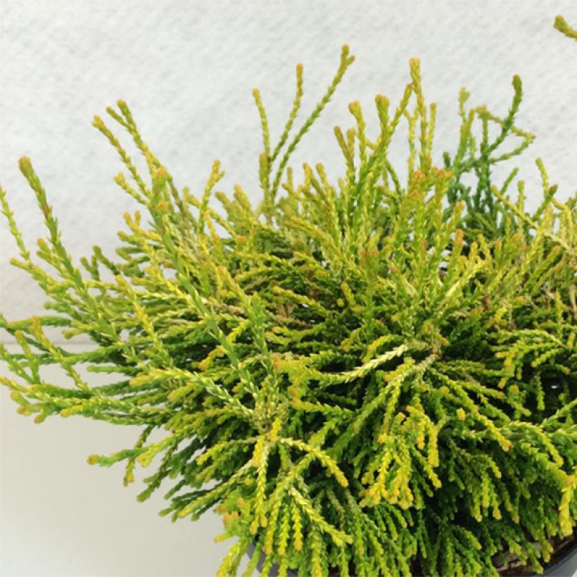 Chamaecyparis obtusa Gitte (Plant habit)