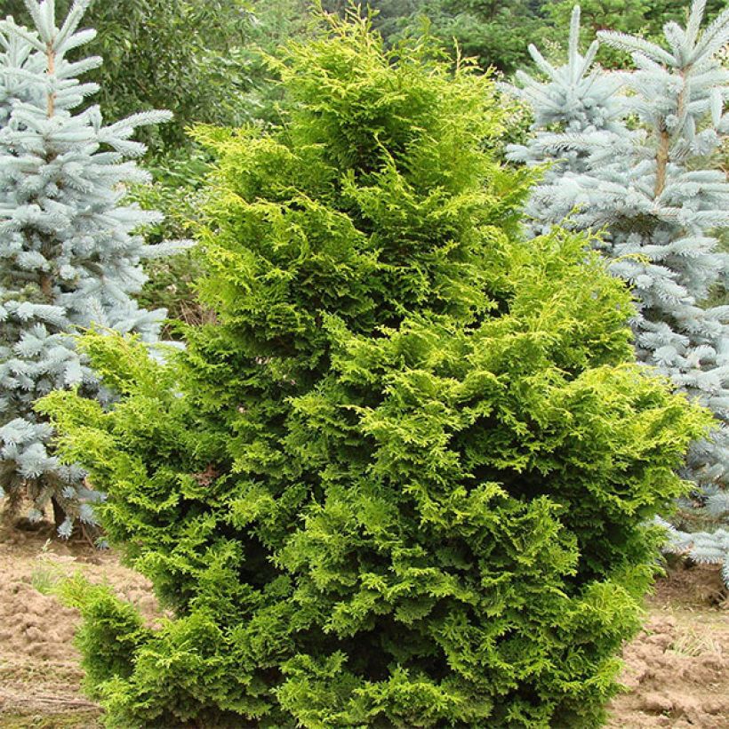 Chamaecyparis obtusa Gold Drop (Wuchs)