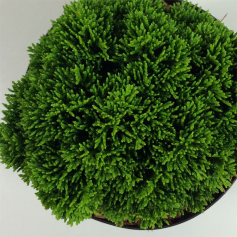 Chamaecyparis obtusa Juniperoides (Foliage)