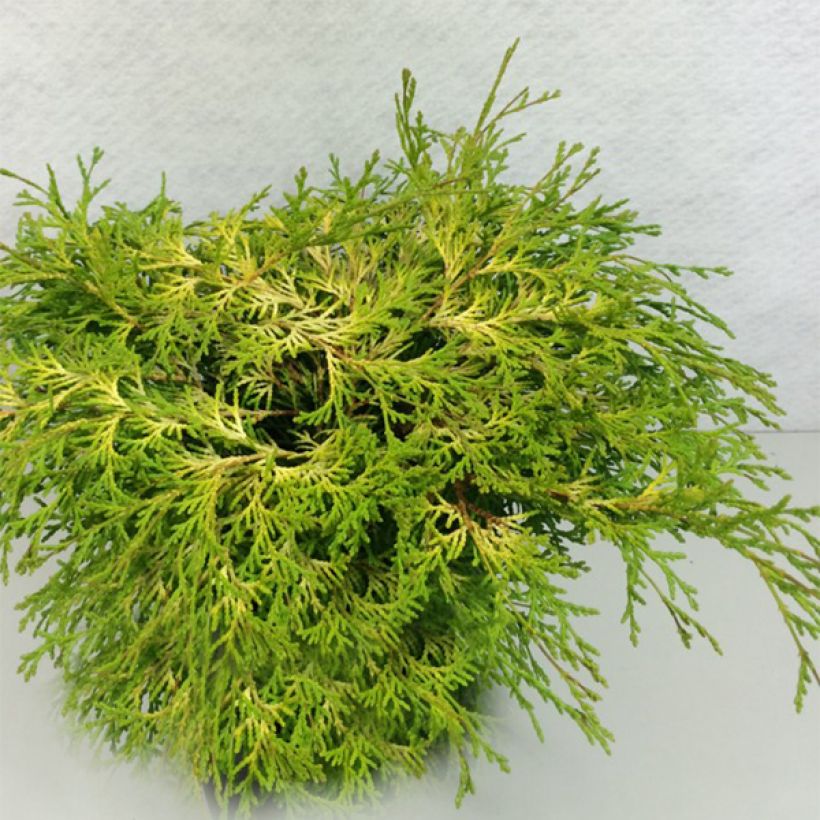 Chamaecyparis obtusa Kamarachiba (Wuchs)