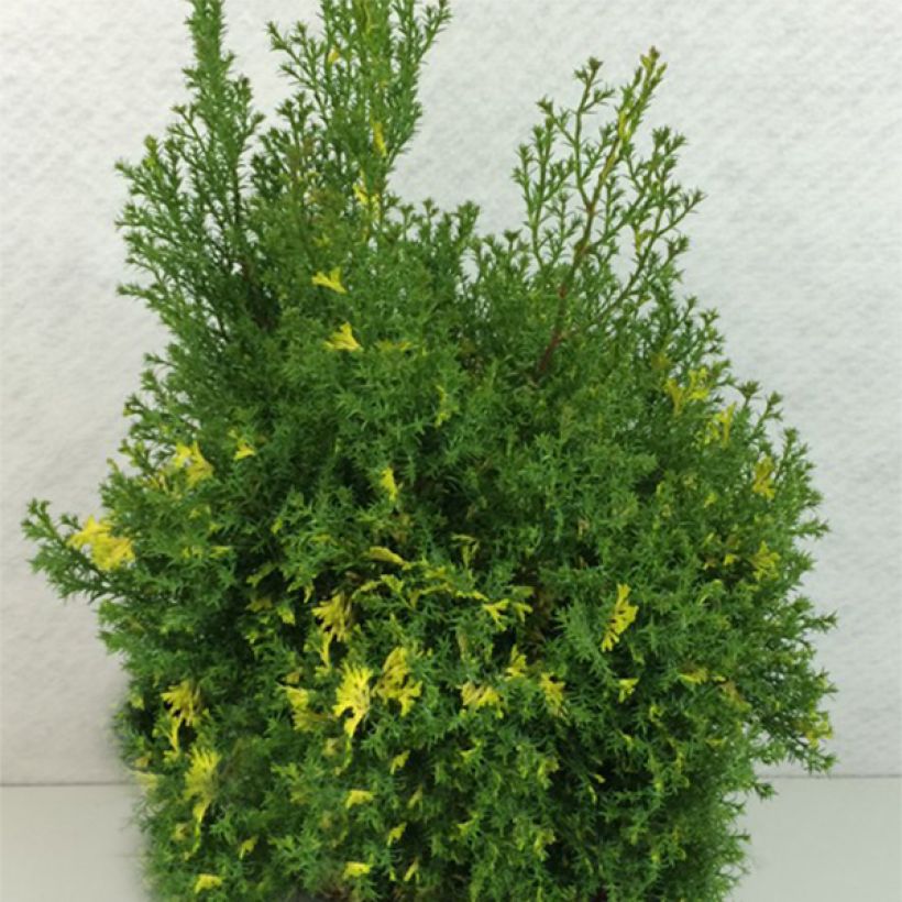 Chamaecyparis obtusa Saffron Spray (Wuchs)