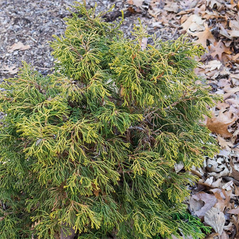 Chamaecyparis obtusa Tsatsumi Gold (Wuchs)