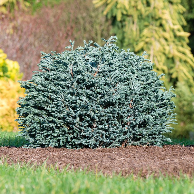 Chamaecyparis pisifera Blue Moon (Wuchs)