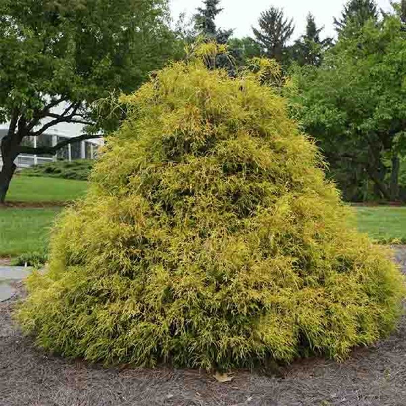 Chamaecyparis pisifera Golden Mop (Wuchs)