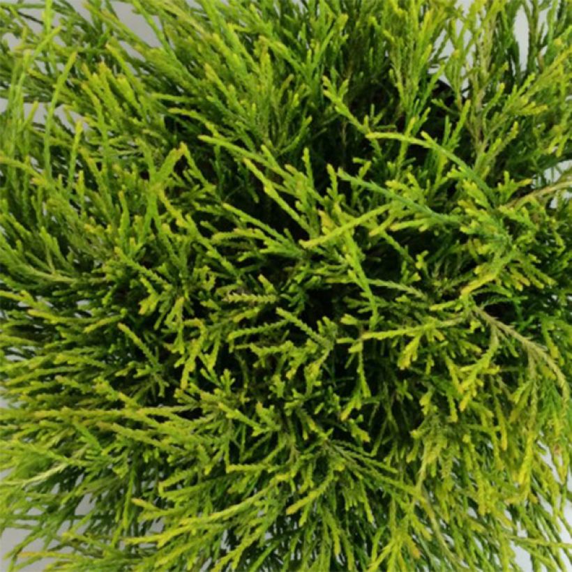 Chamaecyparis pisifera Kaatje (Foliage)