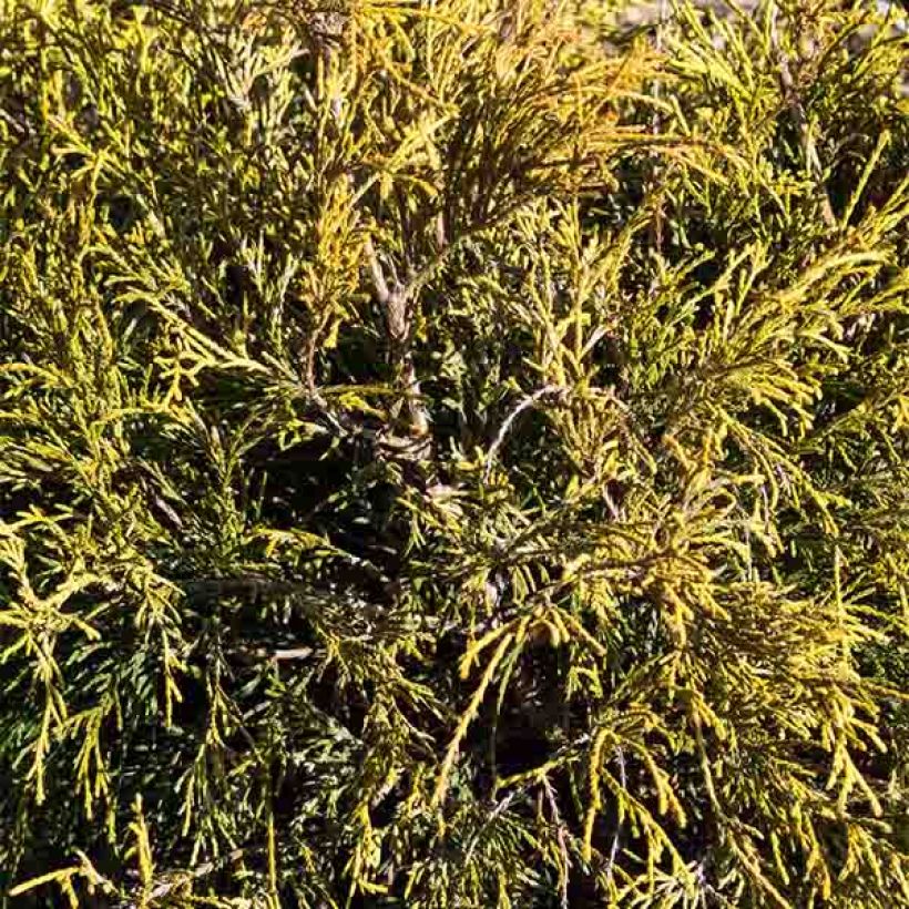 Chamaecyparis pisifera Sungold (Foliage)