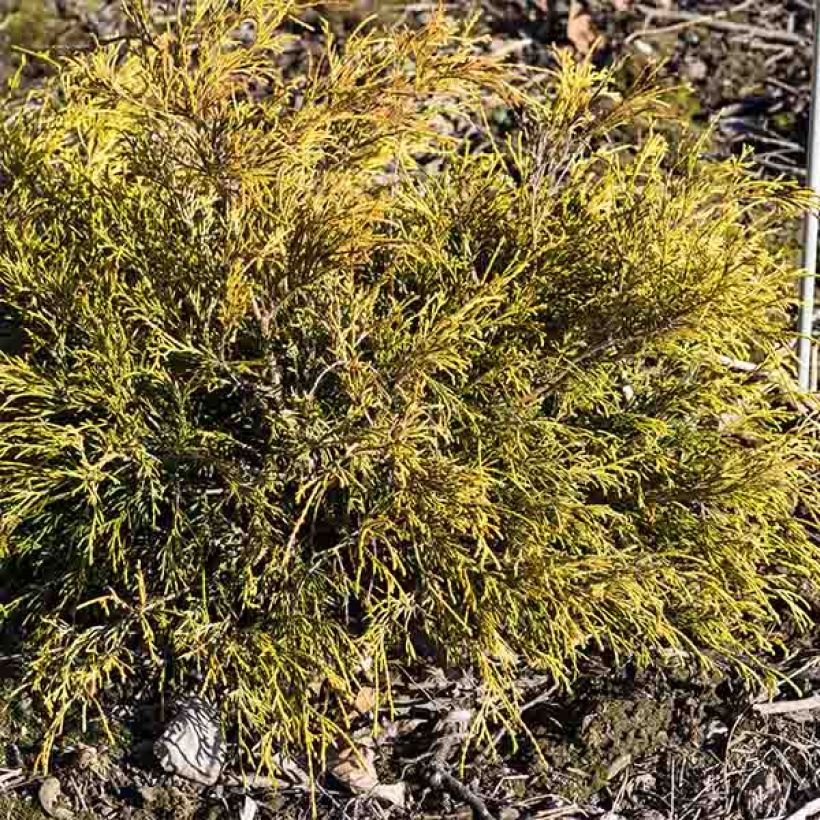 Chamaecyparis pisifera Sungold (Plant habit)