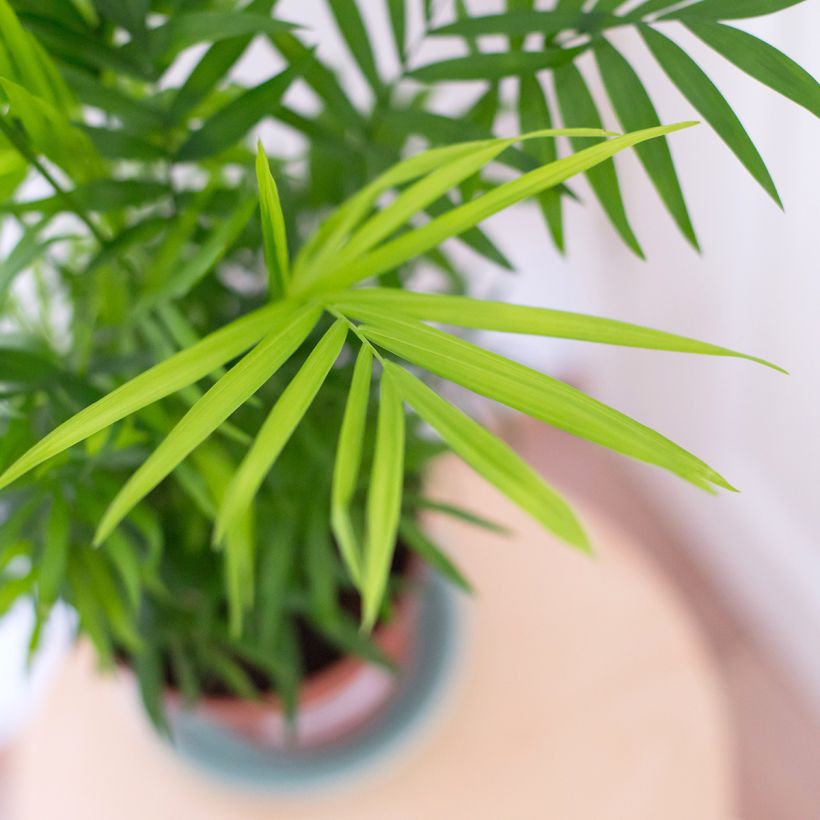 Chamaedorea elegans - Bergpalme (Laub)