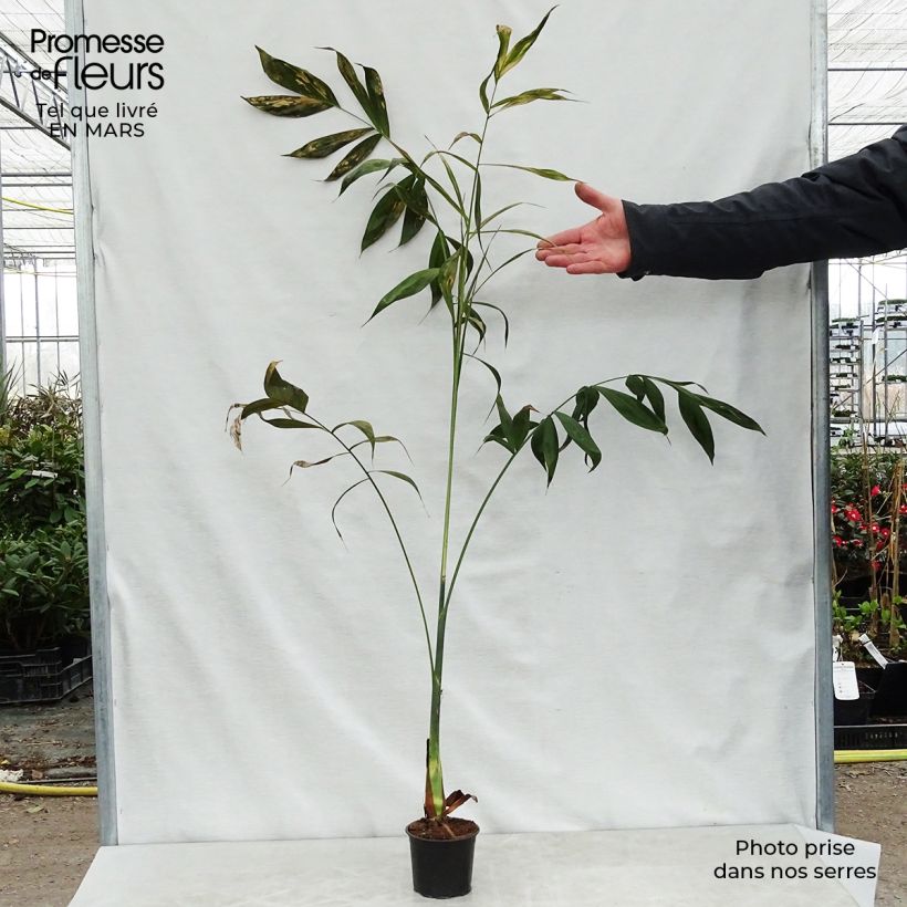 Exemplar von Chamaedorea klotzschiana - Klotzschs Bergpalme Topf 12 cm / 13 cm wie im Frühjahr geliefert