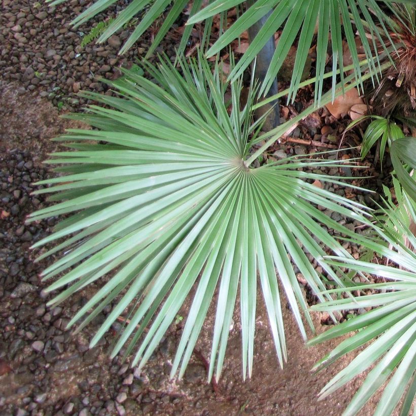 Chamaerops humilis - Zwergpalme (Foliage)
