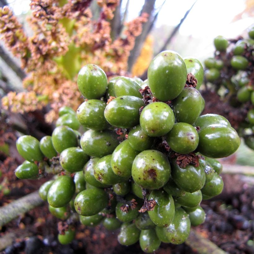Chamaerops humilis - Zwergpalme (Harvest)