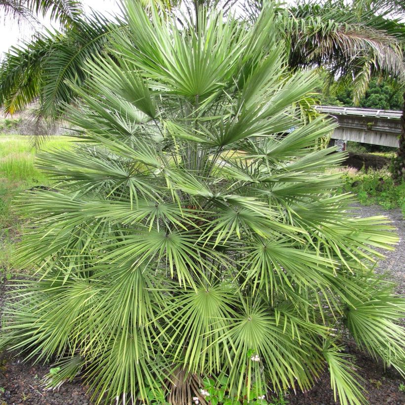 Chamaerops humilis - Zwergpalme (Plant habit)