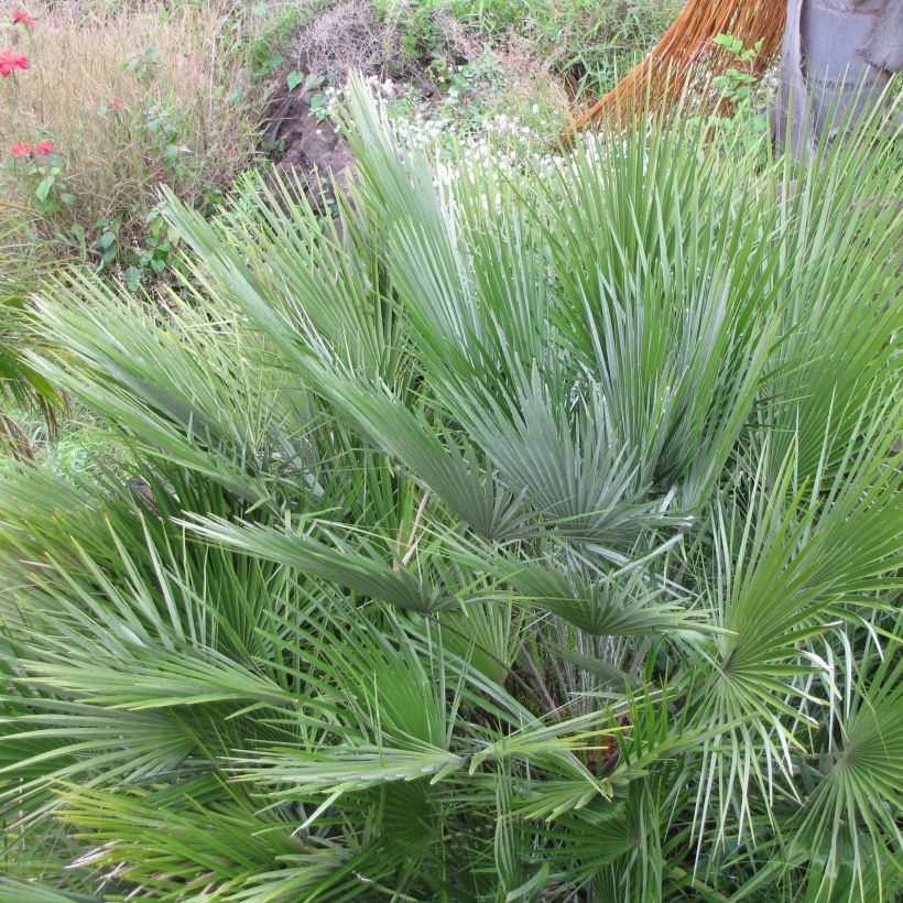 Chamaerops humilis Compacta - Zwergpalme (Foliage)