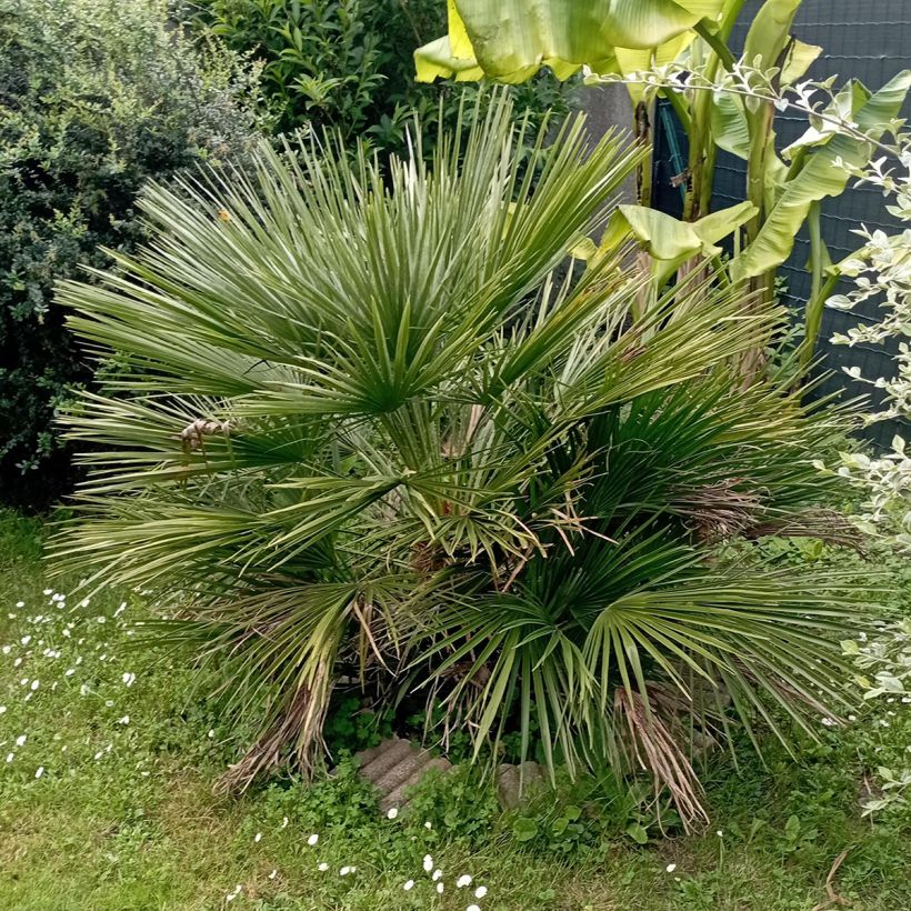Chamaerops humilis Compacta - Zwergpalme (Plant habit)