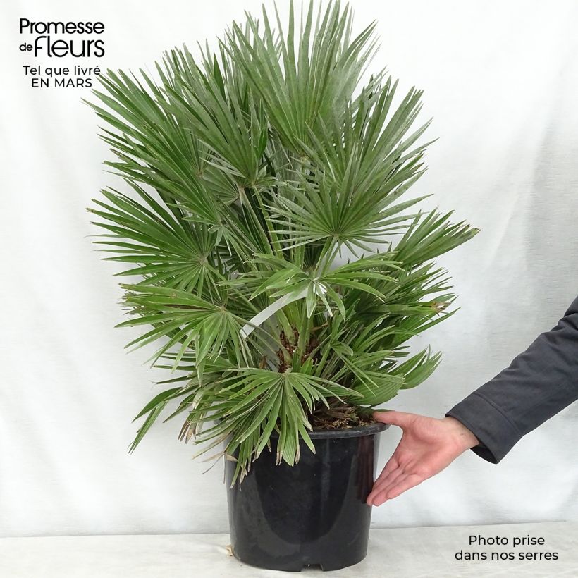 Example of Chamaerops humilis Compacta - Zwergpalme Topf mit 6L/7L as you get in printemps