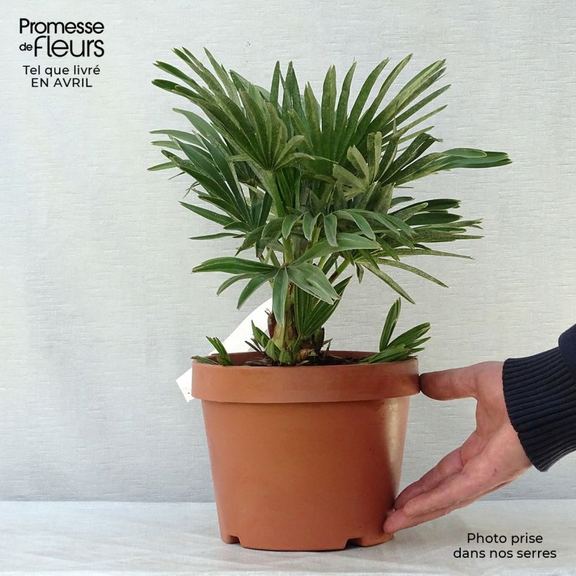 Example of Chamaerops humilis Compacta - Zwergpalme Topf mit 2L/3L as you get in printemps