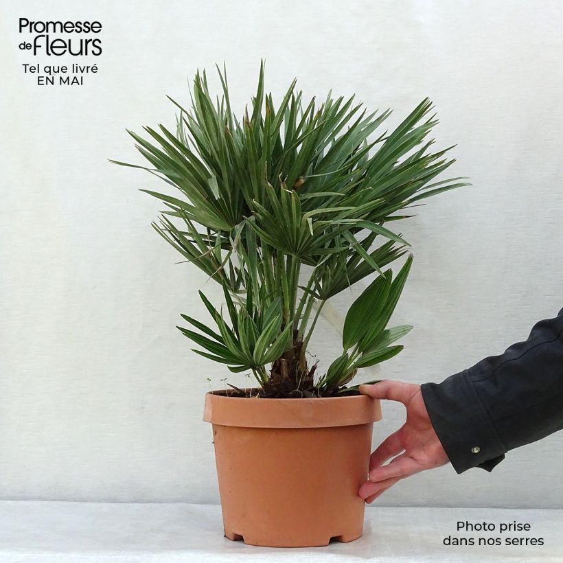 Example of Chamaerops humilis Compacta - Zwergpalme Topf mit 4L/5L as you get in printemps
