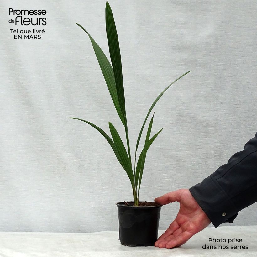 Example of Chamaerops humilis - Zwergpalme Topf 12 cm / 13 cm as you get in printemps