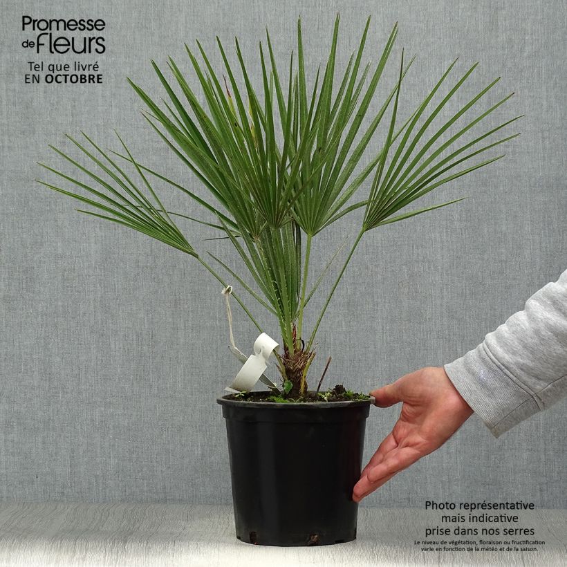 Exemplar von Chamaerops humilis - Zwergpalme Topf mit 2L/3L wie im Herbst geliefert