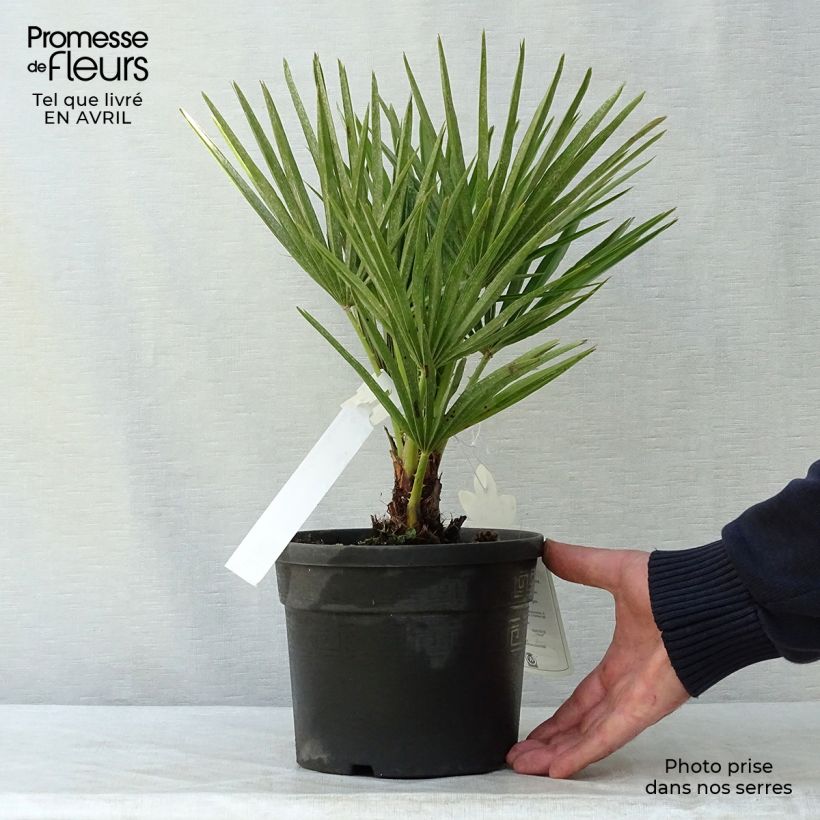 Example of Chamaerops humilis - Zwergpalme Topf mit 2L/3L as you get in printemps