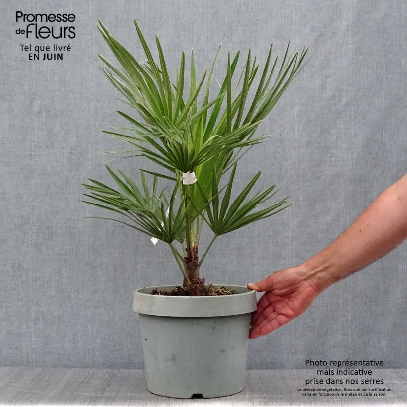 Exemplar von Chamaerops humilis - Zwergpalme Topf mit 6L/7L wie im Sommer geliefert