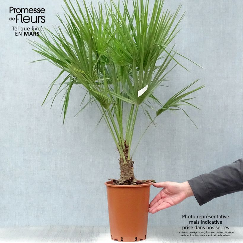 Example of Chamaerops humilis - Zwergpalme Topf mit 6L/7L as you get in printemps