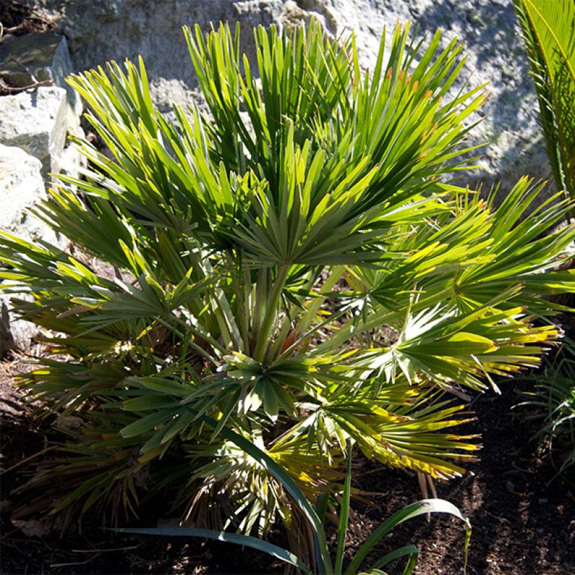 Chamaerops humilis Vulcano - Zwergpalme (Wuchs)