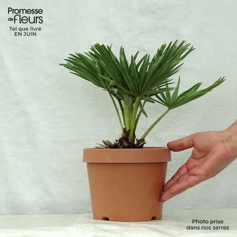 Exemplar von Chamaerops humilis var. cerifera - Zwergpalme Topf mit 3L/4L wie im Sommer geliefert