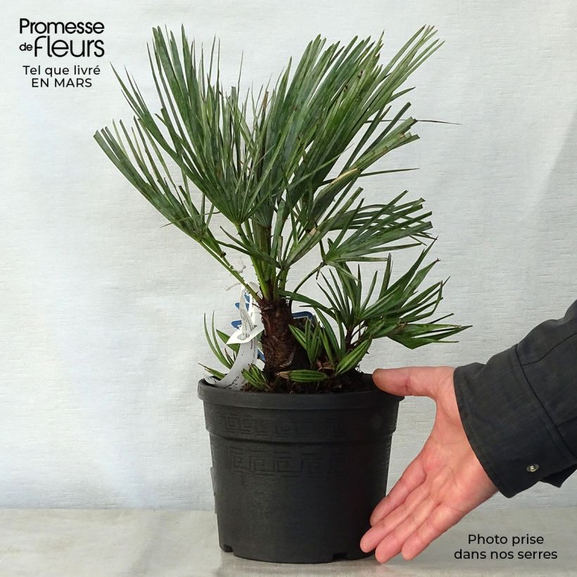 Example of Chamaerops humilis var. cerifera - Zwergpalme Topf mit 3L/4L as you get in printemps
