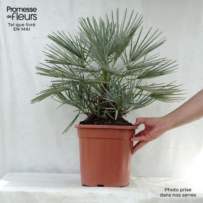 Example of Chamaerops humilis var. cerifera - Zwergpalme Topf mit 7,5L/10L as you get in printemps