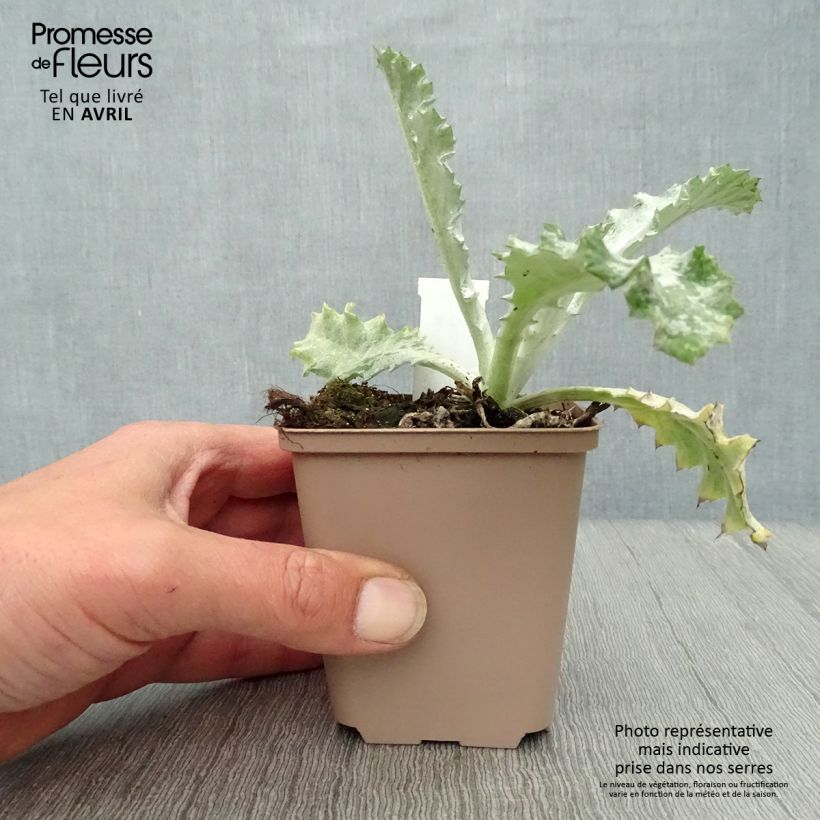 Exemplar von Onopordum nervosum - Eselsdistel Kleine Töpfe von 8/9 cm wie im Frühjahr geliefert