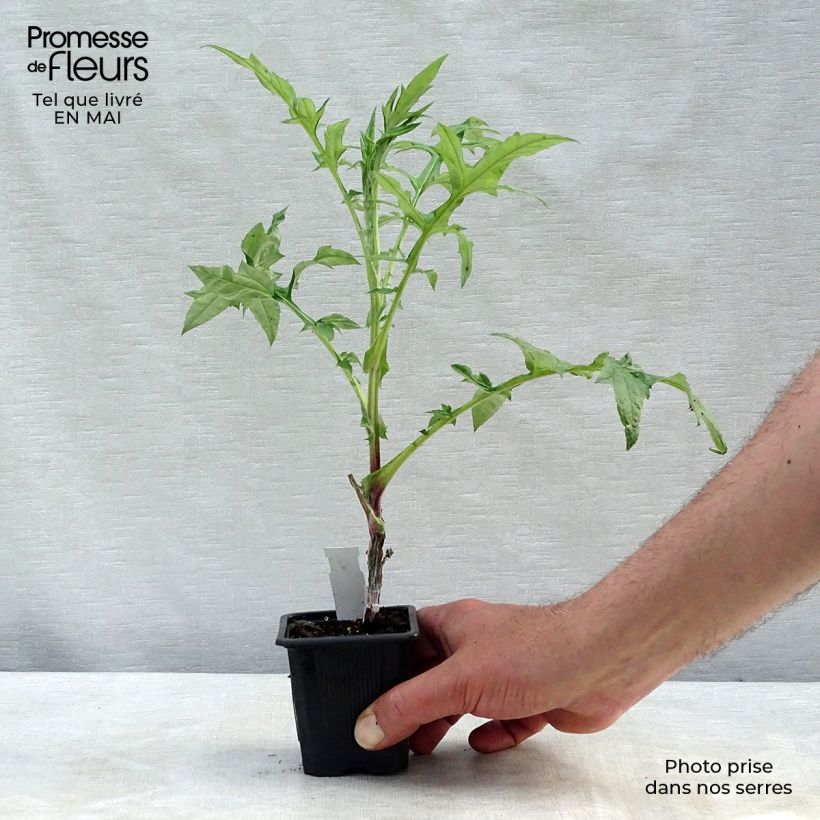 Example of Banater Kugeldistel Star Frost - Echinops bannaticus Kleine Töpfe von 8/9 cm as you get in printemps